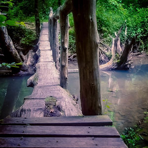 Footpath in forest