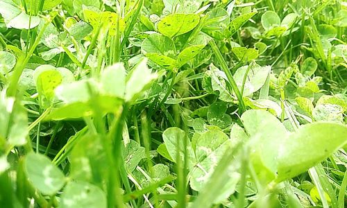 Close-up of plant growing outdoors