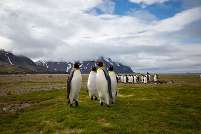 Penguin on field