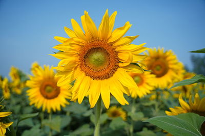 Close-up of yellow sunflower against sky