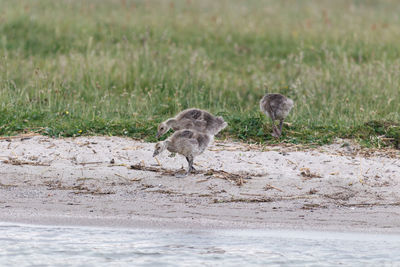 View of birds on land