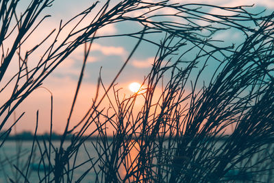 Close-up of silhouette plants against sky during sunset