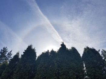 Low angle view of trees against sky