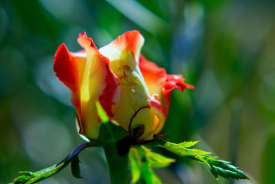 Close-up of red flowering plant