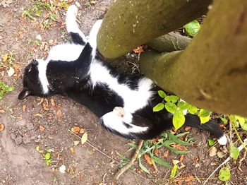 High angle view of black dog