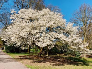 View of cherry blossom tree against clear sky