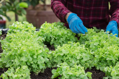 Farmer planting young seedlings of green oak salad in the vegetable garden