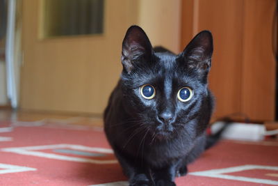 Portrait of black cat at home