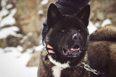 Close-up of black dog on snow