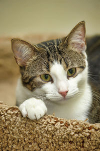 Close-up portrait of a cat