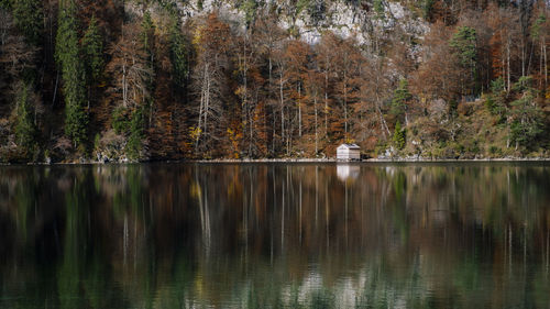 Scenic view of lake by trees in forest