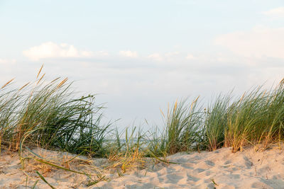 Plants growing on beach against sky