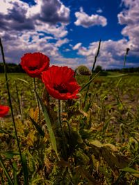 Close-up of red flowering plants on field against sky