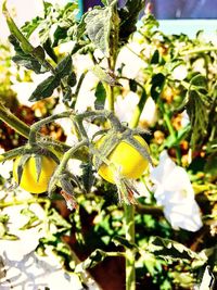 Close-up of flowers