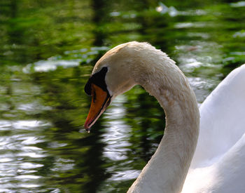 Close-up of swan in lake