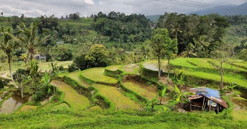 Scenic view of agricultural field