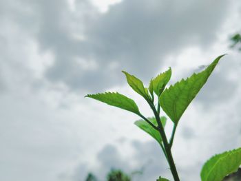 Close-up of leaves against sky