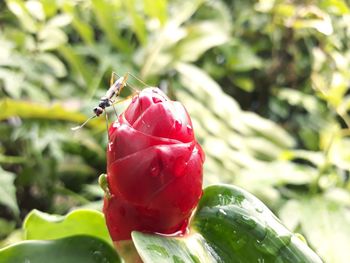 Close-up of insect on plant