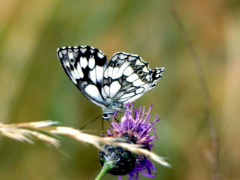 Close-up of butterfly pollinating on purple flower