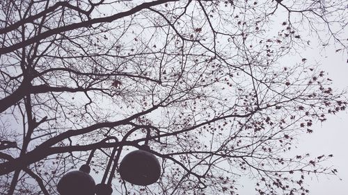 Low angle view of bare tree against sky