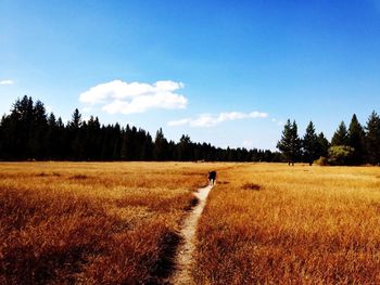 Scenic view of grassy field against sky