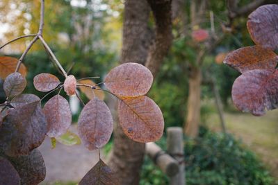 Close-up of autumn leaves on plant in forest