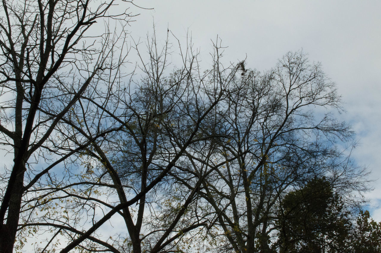 LOW ANGLE VIEW OF BARE TREES AGAINST SKY