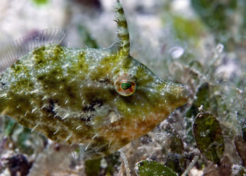 Close-up of fish swimming in sea