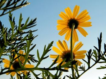 Close-up of yellow flowers blooming against sky