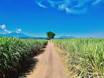 Scenic view of agricultural field against blue sky