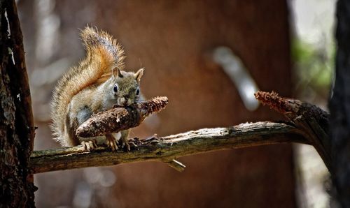 Close-up of a squirrel on branch