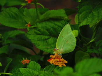 Close-up of red flowering plant