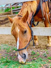 Horse in field