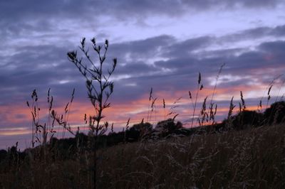 Silhouette plants on field against sky at sunset