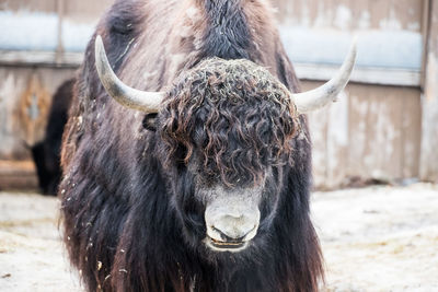 Headshot close up yak blacklit on farm