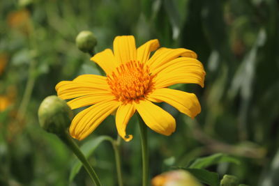 Close-up of yellow flower