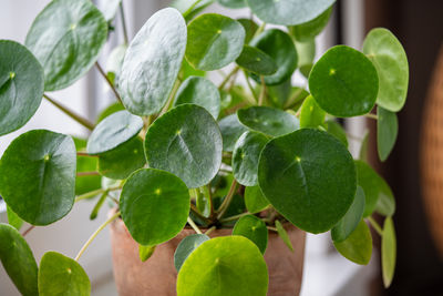 Close-up of green leaves