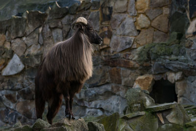 Mountain goat standing on rock