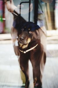 Portrait of dog looking at home