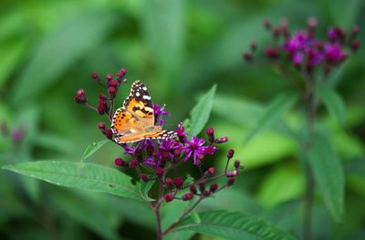 Close-up of butterfly pollinating on purple flower