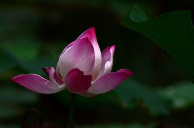 Close-up of pink lotus water lily