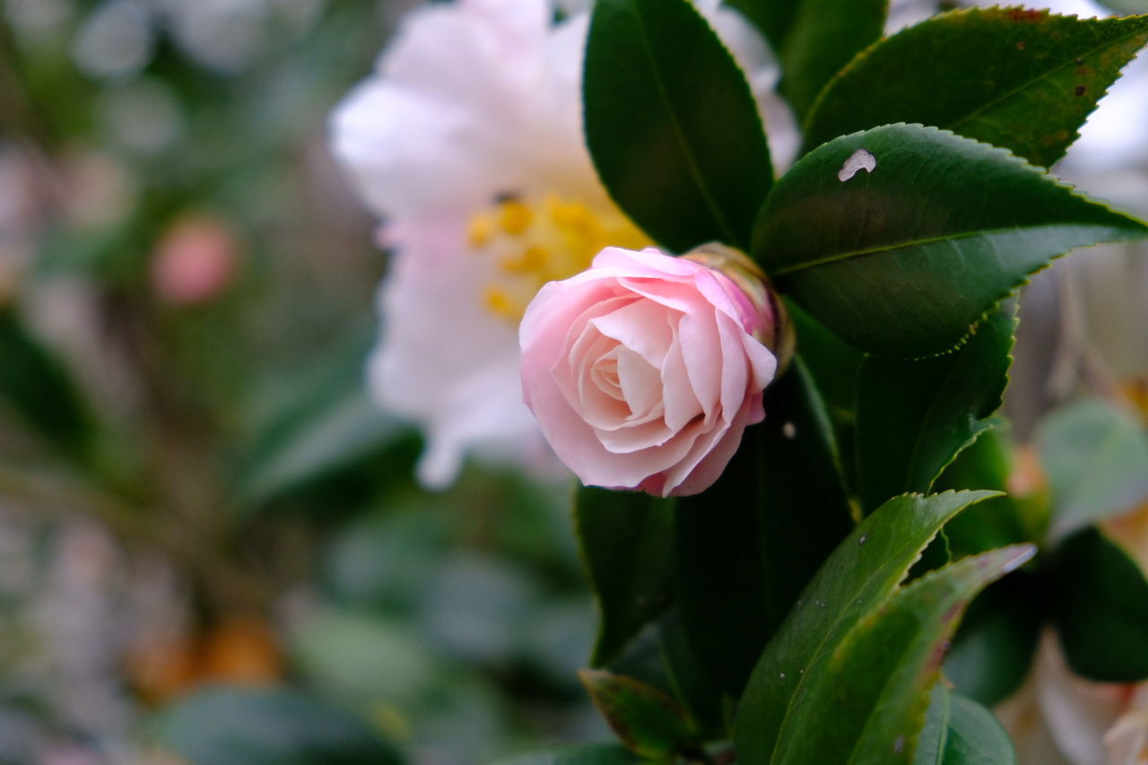 CLOSE-UP OF PINK ROSES