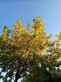 Low angle view of flower tree against clear sky