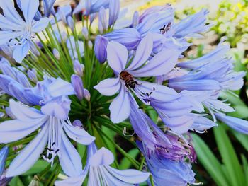 Close-up of bee on purple flowers