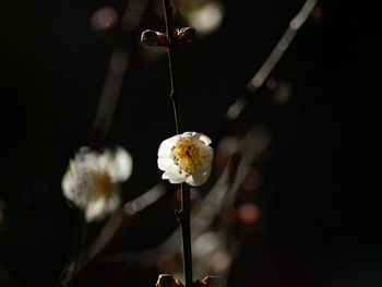 Close-up of white flowering plant