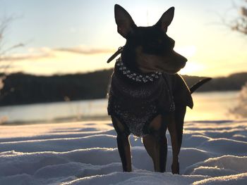 Close-up of dog standing on snow covered beach