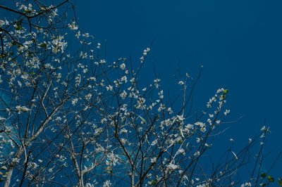 Flowers blooming on tree against blue sky