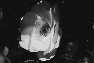 Close-up of flowers blooming outdoors