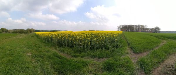 Scenic view of agricultural field against sky