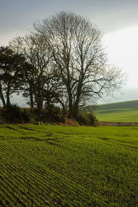 Bare tree on field against sky